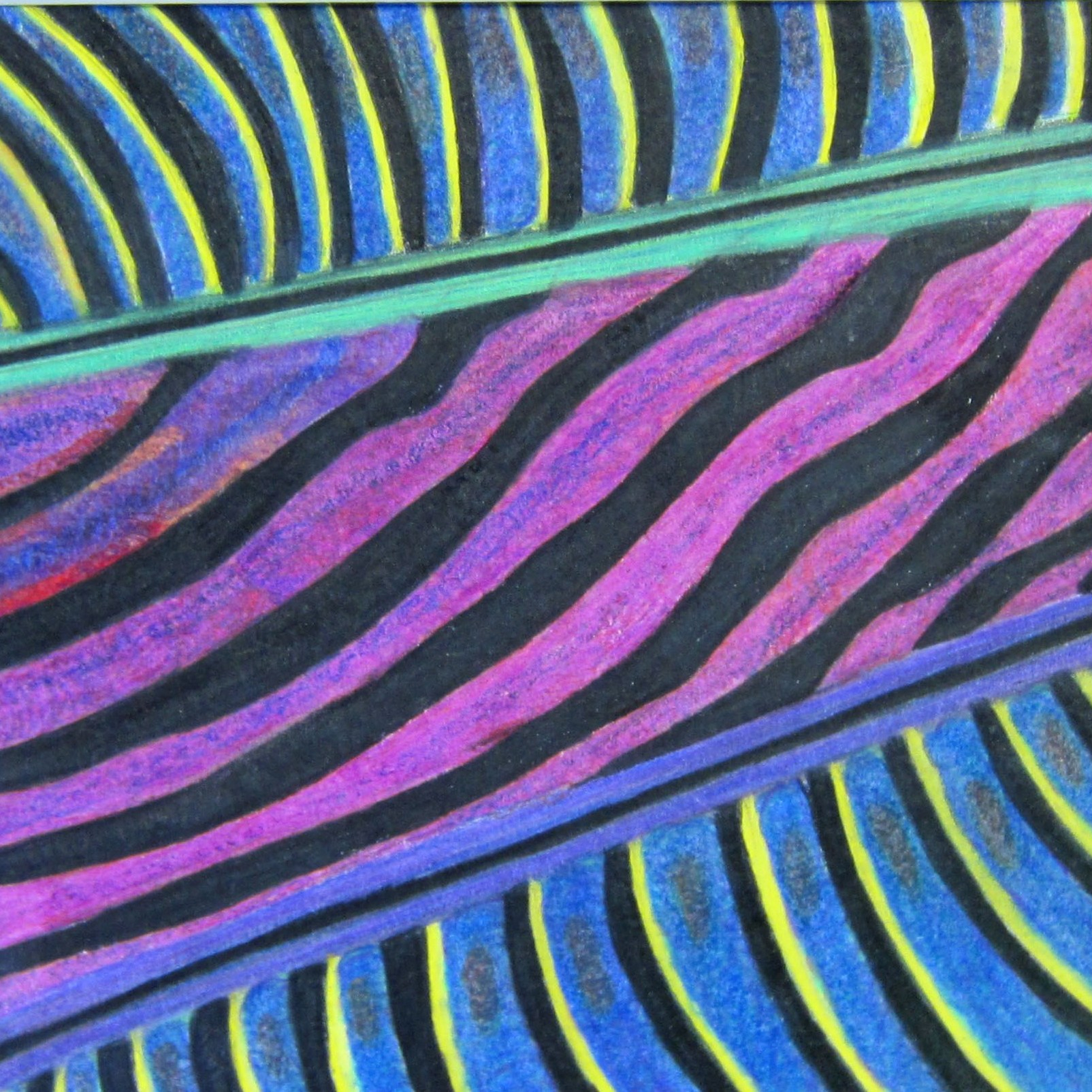 “Microscopic Feather” Jenna G. Colored Pencil 7th, FAMS NFS