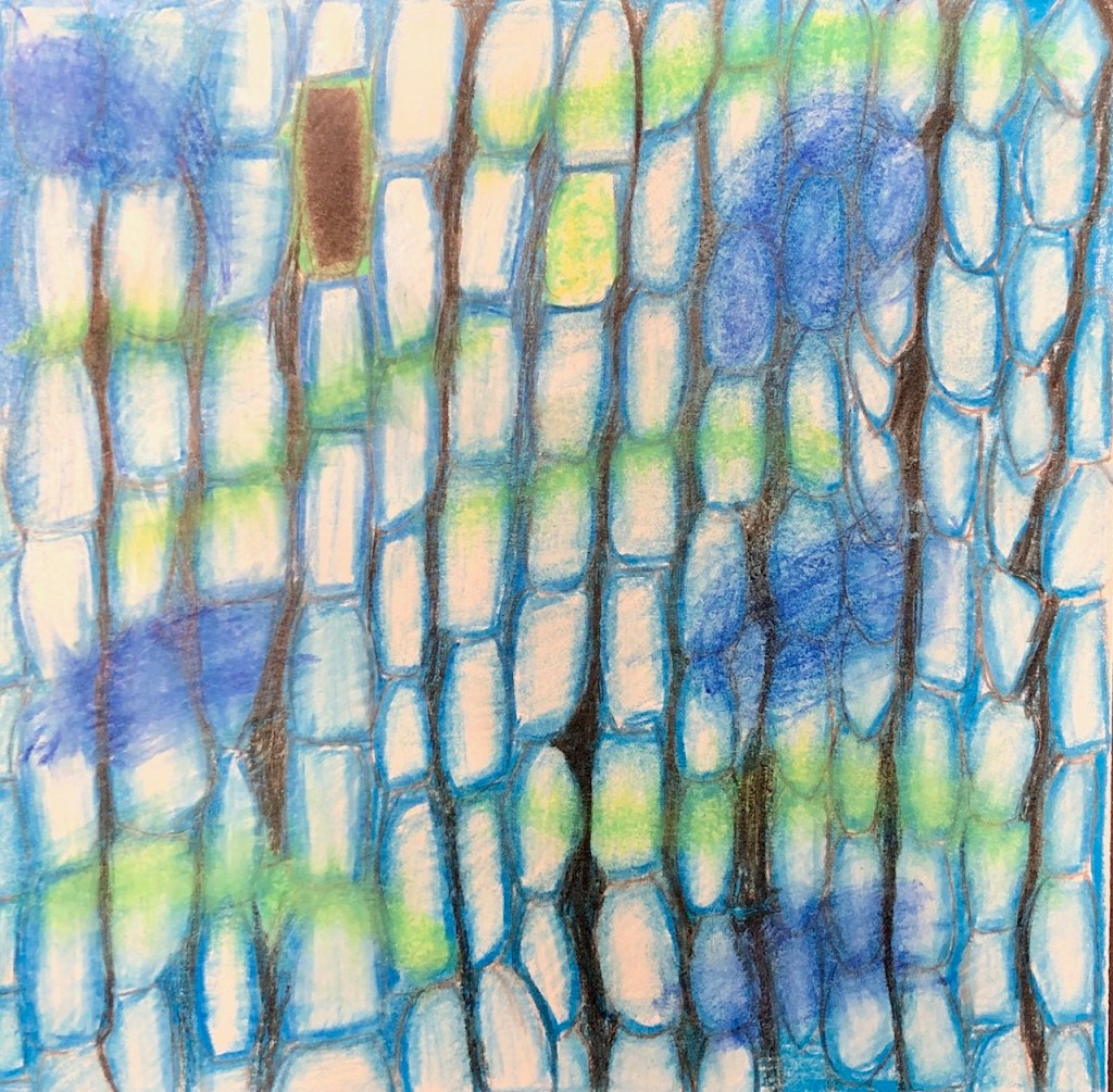 "Lime", Lyla Hintz, Colored Pencil, 7, FAMS