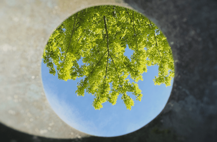 "Under the Leaves" Daniel Lewis, Photography, 11, FAHS, $30